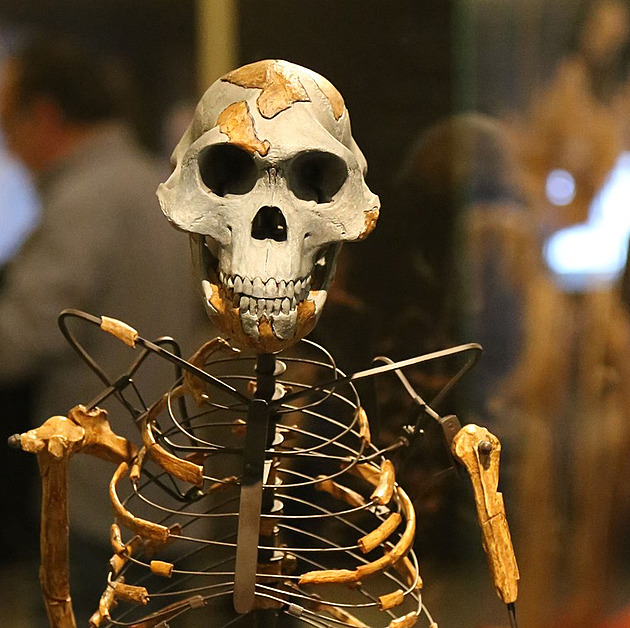 Do Prahy přiletí Lucy a Selam. Tři miliony let staří prapředci lidstva