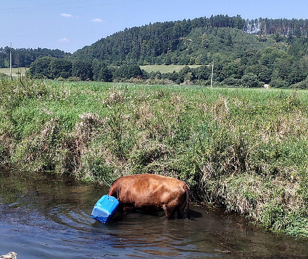 Kráva s barelem na hlavě spadla do řeky, bezradné zvíře vysvobodili hasiči