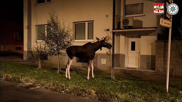 Emilova noční vycházka v Hodoníně. Los okusoval stromky a zastavil dopravu