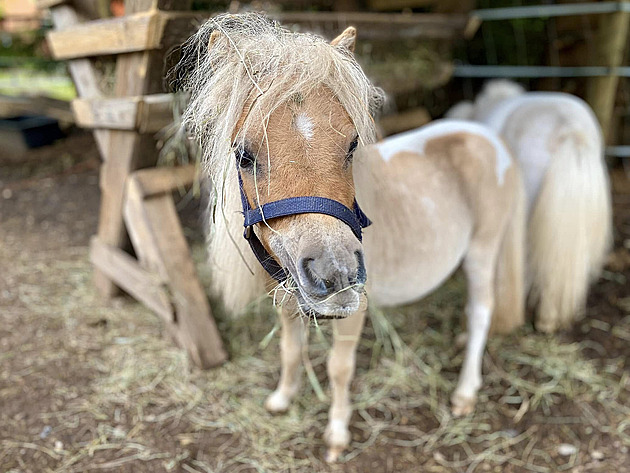 Ještě si pohladit poníka. Další seniory zvířata nepotěší, na protest je odvezli