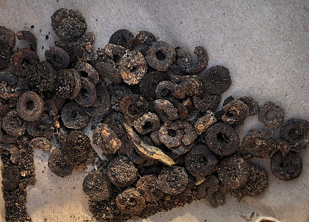 Náhrdelník ze psích zubů a mušlí. Mohyla ukrývala hrob významné pravěké ženy