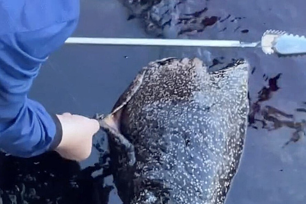 Šokující úlovek. Rybářka v Koreji vytáhla ze sítě obřího mořského slimáka