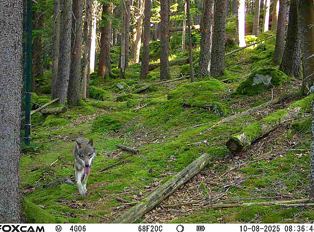 V Srní se snaží odchytit dalšího vlka, návštěvnické centrum zůstává zavřené