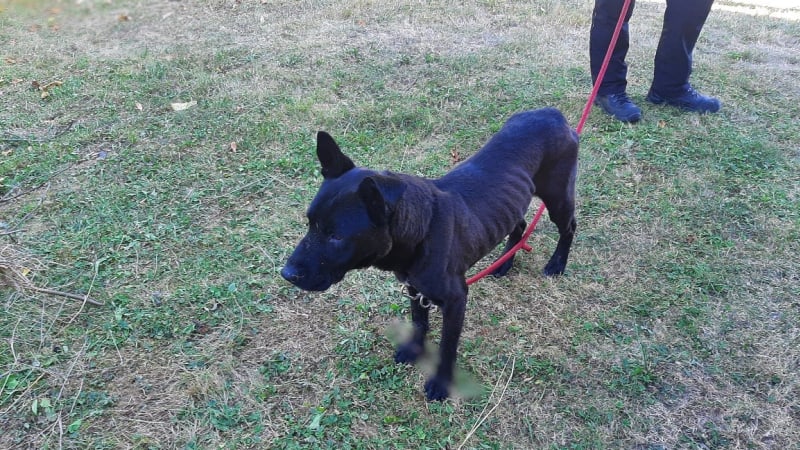 Šílené týrání psa na Lounsku: Zubožené zvíře mělo čumák i tlapky svázané stahovacími páskami 