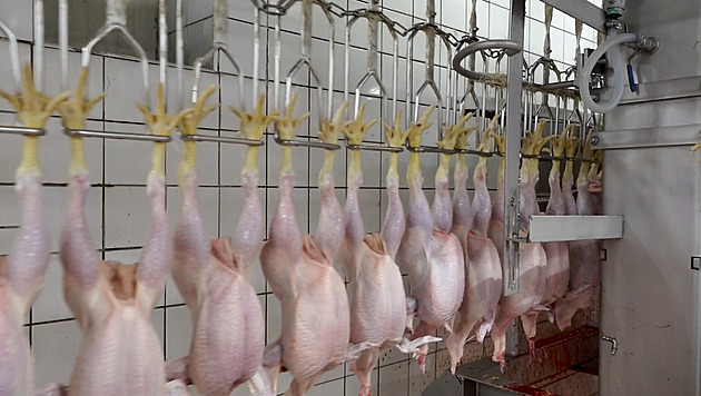 Ukázali podmínky chovu kuřat. Ochránci zvířat se musí omluvit Albertu, řekl soud