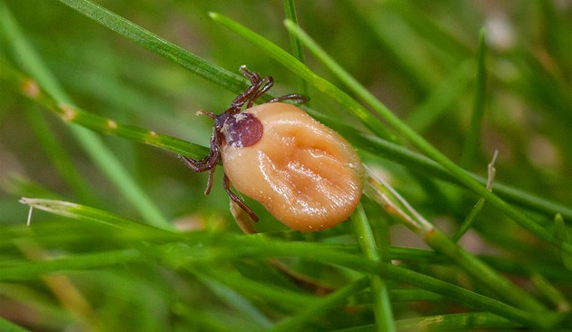 Klíšťata na Valašsku jsou promořena encefalitidou. Do nemocnice musely i děti
