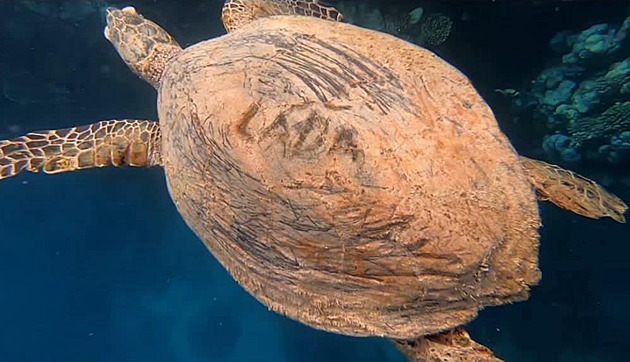 Týrání želvy v Egyptě. Turista Láďa se jí podepsal nožem do krunýře