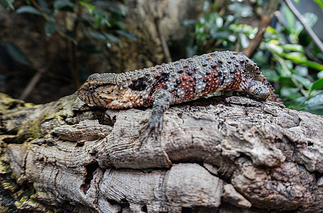 Na pokraji vyhubení. Zoo Liberec chová ohroženého krokodýlovce čínského