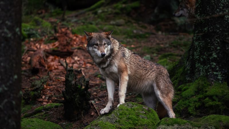 Na Šumavě odchytili vlčici bez čipu. Zda jde o uprchlé zvíře, určí test DNA