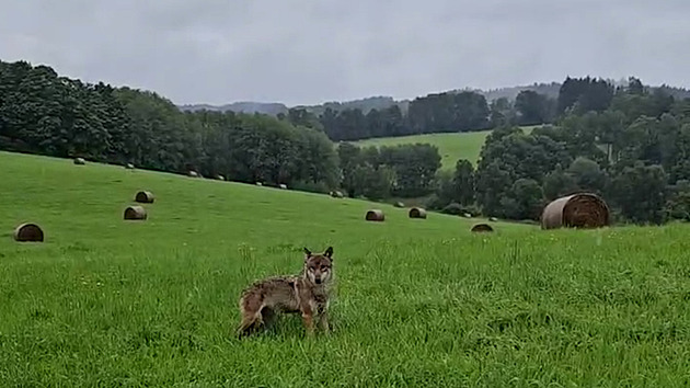 Uprchlou vlčici odchytili a vrátili do výběhu v Srní, záhy uhynula
