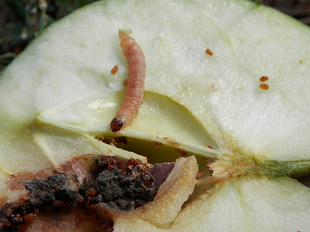 Zbavte se škůdců už na podzim. Zahrada se za to na jaře odvděčí