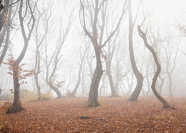 Zkroucené stromy a nevysvětlitelné jevy. Les Hoia Baciu láká odvážlivce