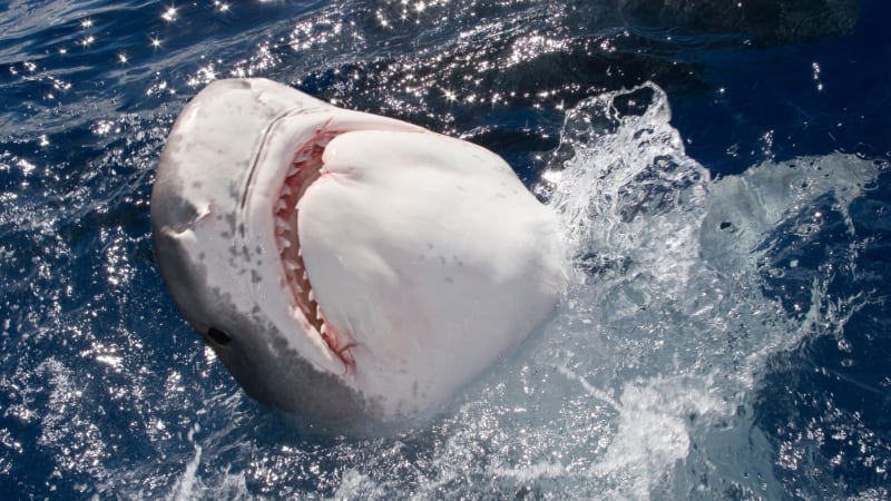 Žralok zabil australského surfaře. Muž se zachoval jako hrdina, pokoušel se chránit ostatní