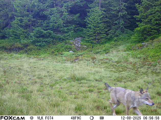 Vlk v Krkonoších opět našel svůj domov, říkají správci. Žijí tam dvě až tři smečky