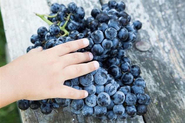 Vyčistí pleť, posílí imunitu. Využijte nečekané benefity hroznového vína