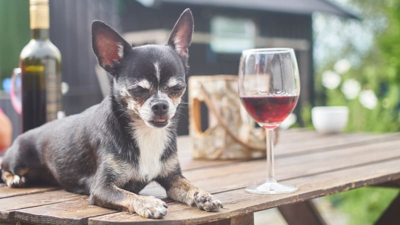 Štěkt nebo mňaulandské modré? Novozélandská firma představila speciální vína pro mazlíčky