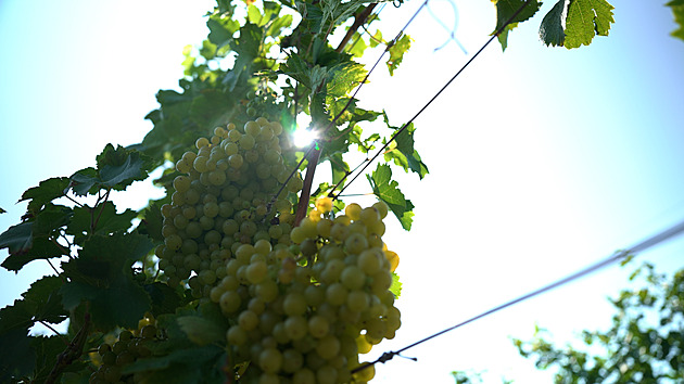 Vinařství Marcinčák: Příběh vína, který voní Pálavou a respektem k přírodě