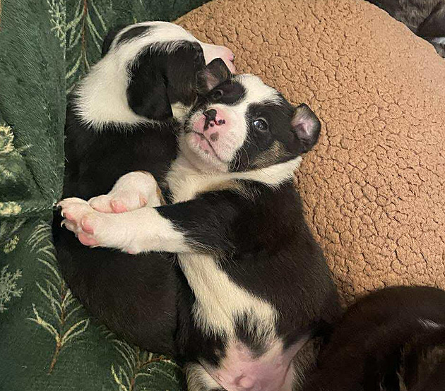 Štěňata odebraná ze zakázaného chovu na Tachovsku zatím do adopce nemohou