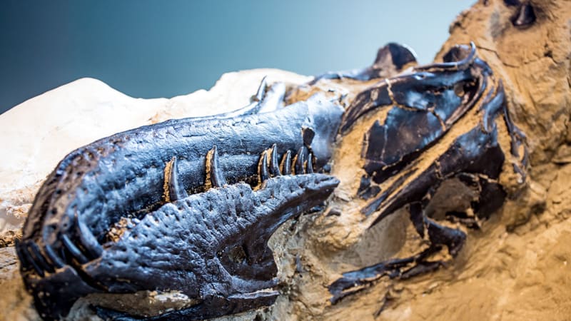 Slavný tyranosaurus měl „kapesního“ bratrance. Podle vědců vážil zhruba jako přerostlá kráva