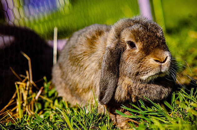 Matka s dcerou při hraní utýraly králíka, na atrakcích padl vyčerpáním