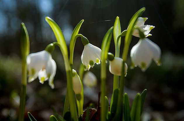 Letošní březen byl čtvrtým nejteplejším za dobu měření, uvedl Copernicus