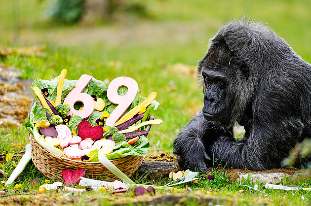 Nejstarší gorila na světě slaví 69. narozeniny. Fatou potěšili kyticí i hostinou