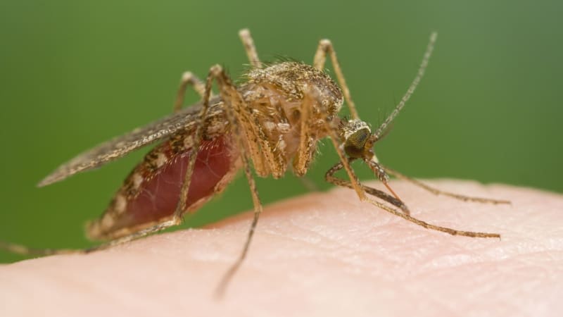 Slovinci hlásí zvýšený výskyt mimořádně rychlé malárie. Jeden z pacientů zemřel