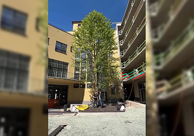 VIDEO: Sázet se dá nejen malý stromek, ale i vzrostlý, ukázal developer v Brně