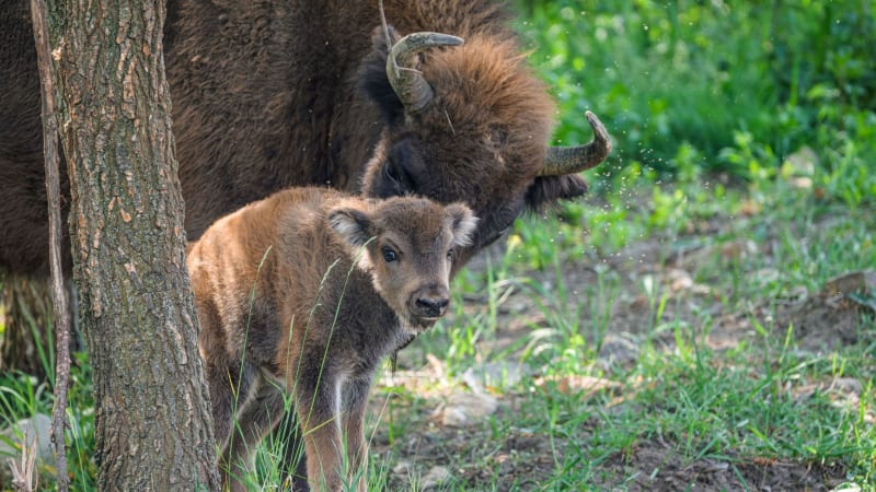V pražské zoo se radují z nových přírůstků. Ty hlásí z Dolních Počernic i Dívčích hradů