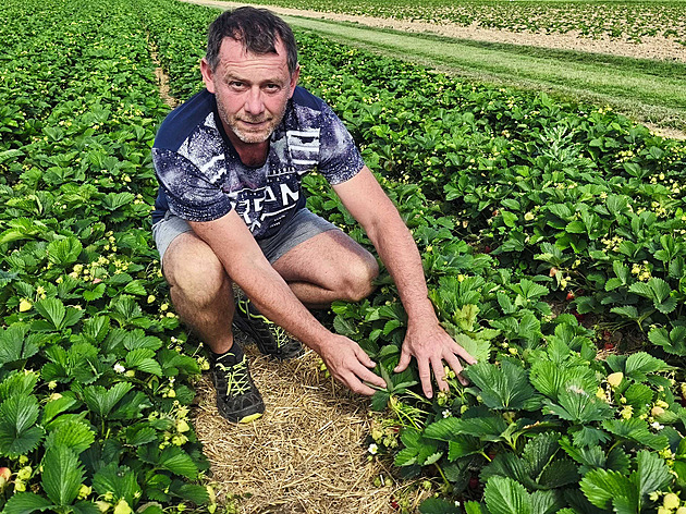 Na jahody si letos kvůli chladnému počasí počkáme, říká farmář. Cenu nemění