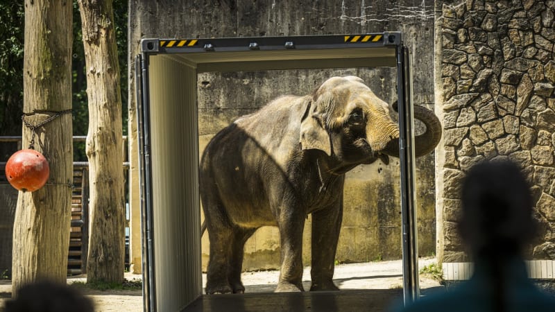 Slonice Bala z liberecké zoo má nový domov. V cizině už si našla kamarádku