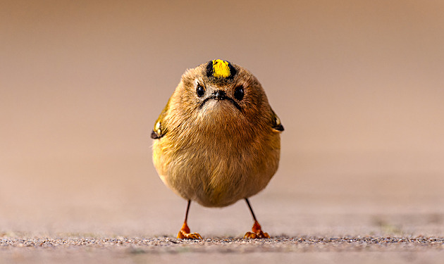 Opravdový Angry Bird i sexy kudlanka. Podívejte se na komickou přírodu